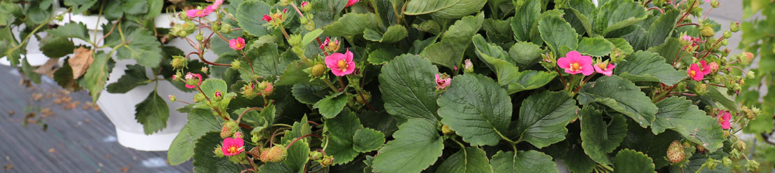 Kleine unreife Erdbeere mit rosa Blüten und grünen Blättern in Ampel gepflanzt