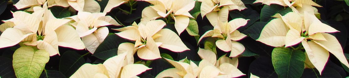 Header - Weiße Euphorbia pulcherrima