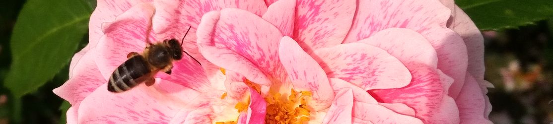 Eine Biene mit den Pollen an den Beinen sitzt auf einem Rosenblatt.