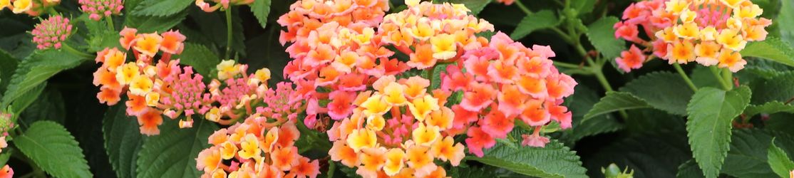 Orangegelben Blütenständen mit Knospen und Laubblättern