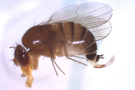 Eine Gefahr für die Früchte Drosophila suzukii – die Kirschessigfliege (Petra. Hönig, LWG Veitshöchheim).
