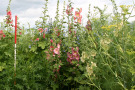 Blütenreicher Bestand der Veitshöchheimer Hanfmischung im 2. Standjahr. Zu sehen sind Stockrose, Fenchel, Wegwarte, Herzgespann und Rainfarn.