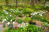 Blütenaspekt Mitte April mit Narzissen - Schattenpflanzung am Waldfriedhof in Veitshöchheim.