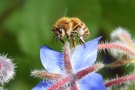 Biene auf einer Borretschblüte