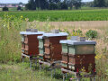 Bienenstände an einer Fläche mit dem Veitshöchheimer Hanfmix