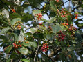 Rote Mehlbeeren am Baum mit grünen Blättern