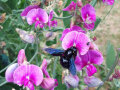 Eine blauschwarze Holzbiene auf pinken Blüten