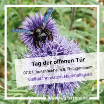 Eine Holzbiene sitzt auf einer Blüte.