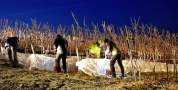 Fast 30 begeisterte MitarbeiterInnen der Abteilung Weinbau bei der Lese der Silvaner Trauben