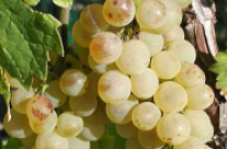 Beeren der Rebsorte Weißer Burgunder