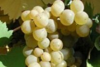 Reife Beeren der weißen Rebsorte Ortega