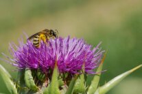 Eine Wildbiene sitzt auf einer Blüte.