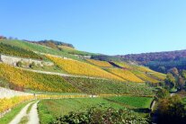 Blick auf den Thüngersheimer Scharlachberg im gelbgolden Herbstkleid