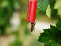 Biene an einer mit Futter gefülten Spritze, die im Rebbestand hängt