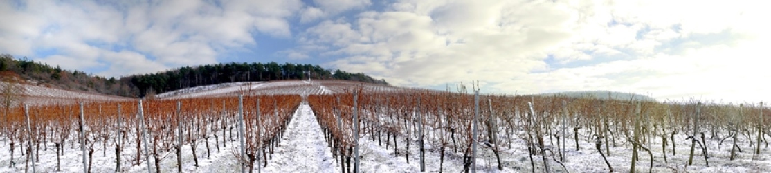 Weinbau_Winterlandschaft_Header