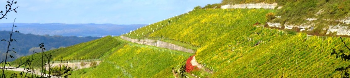 Header Rebenanbau - Blick in herbstiche Weinlage mit gelbgrünem Laub, in der Mitte wilder Wein leuchtend rot.