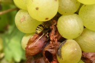  Wespe mit bereits ausgefressenen Beeren und beginnender Fäule