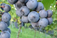 Safttropfen an mit Kirschessigfliegen befallenen blauen Traubenteilen