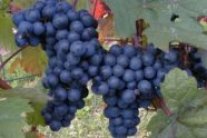 Traube der Rotwein-Rebsorte Acolon