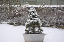 Der Weihnachtsbaum im Topf