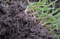 Unser Gartenboden im Klimawandel