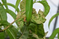 Gartentippp Blasige Blätter am Pfirsich – die Kräuselkrankheit