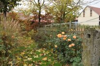 Rosen im Herbst-Garten