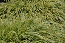 Japanwaldgras – das Gras für (fast) alle Fälle