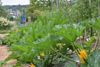 Wie war das Gartenjahr 2021? – Ein Rückblick