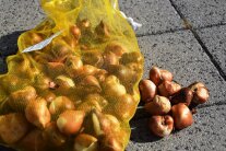 Höchste Zeit für Zwiebelblumen