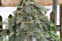 Noch mehr Nutzen für den Weihnachtsbaum
