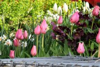 Pflanz- und Pflegetipps für Blumenzwiebeln