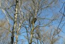 Baum mit einem Horst in der Krone.