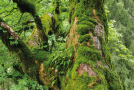 Verzweigter Baum mit viel Moos am Stamm.