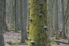 Bemooster Baumstamm mit Fruchtkörpern von Baumpilzen.