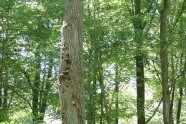Pilzfruchtkörper an einem Eichenstamm in einem Laubwald