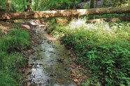 Ein umgefallener Baumstamm über einem Bachlauf.