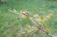 Bestäubte Eschensamen vor Gras