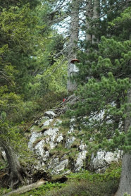 Aufgehängte Falle in einem felsigen Bergwald.