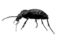 Ein Grubenlaufkäfer.