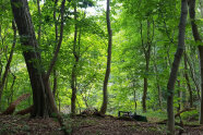 Lauwald mit unterschiedlich alten Bäumen.