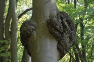 Wucherungen an einem Buchenstamm mit beträchtlicher Größe.