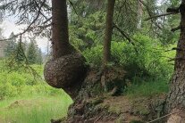 Große, runde Auswucherung am Fuß eines Baumes.