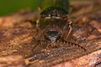 Makroaufnahme von Vorne des Schnellkäfers Melanotus rufipes
