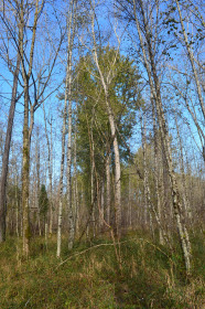 Lichter Laubwald auf feuchtem Standort.