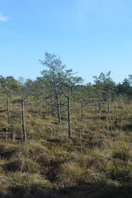 Lichter niedriger Wald auf Moorfläche.