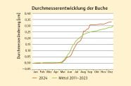 Grafik zeigt die kumulative Entwicklung des Durchmessers von Buchen an der Waldklimastation.