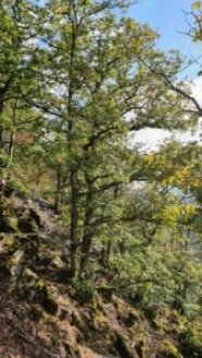 Steiler, flachgründiger, ausgetrockneter Hand mit niedrig gewachsenen Traubeneichen