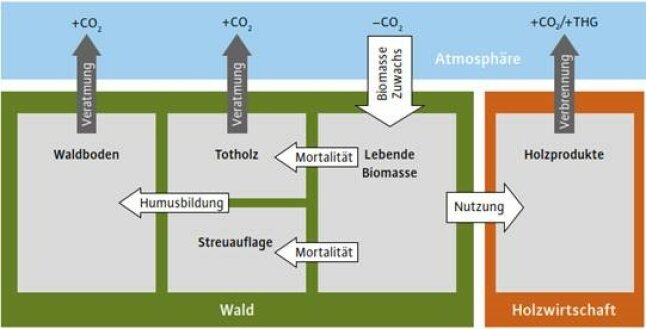 Grafik mit mehreren Kästen und Pfeilen zum Kohlenstoffkreislauf.