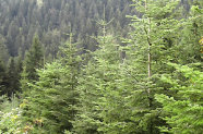 Walliser Trockentanne